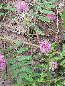 Mimosa latidens
