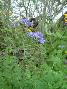 Phacelia congesta