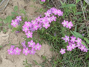 Phlox drummondii