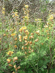 Pomaria austrotexana