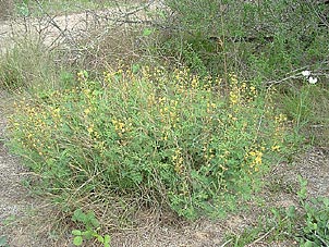 Pomaria austrotexana