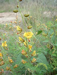 Pomaria austrotexana