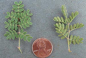 Pomaria austrotexana