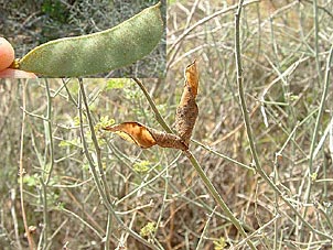 Pomaria austrotexana