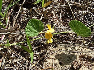 Rhynchosia americana