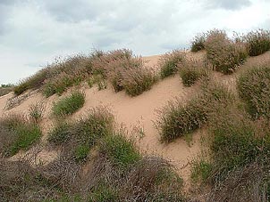 Rhynchelytrum repens