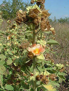 Sida cordifolia