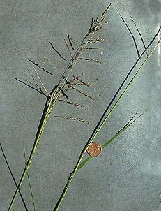 Sporobolus cryptandrus