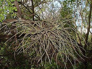 Tillandsia baileyi