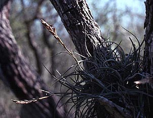 Tillandsia baileyi