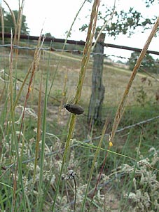 Trachypogon secundus
