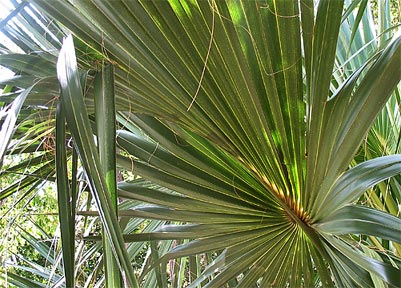 Sabal mexicana costa