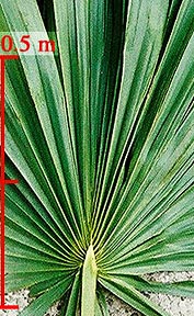 Brazoria Sabal flat leaf