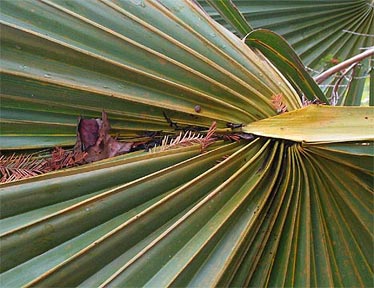Brazoria Sabal leaf base