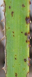 Petiole with spines