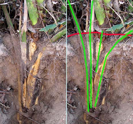 underground dwarf palmetto petioles trunk sabal minor