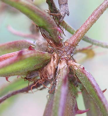 M. aculeaticarpa pod base