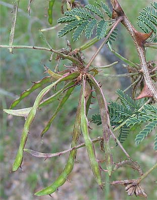 M. aculeaticarpa pods