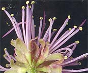 M. borealis head detail