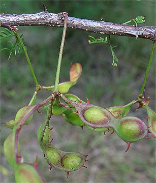 M. texana pods