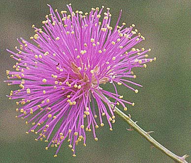 M. roemeriana flower head