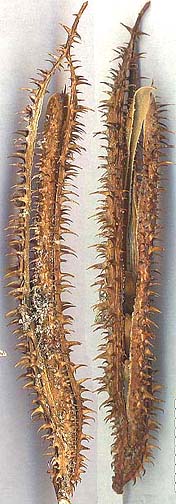 M. roemeriana pod dissected