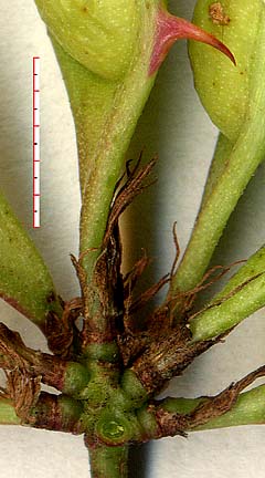 M. texana pods w fls