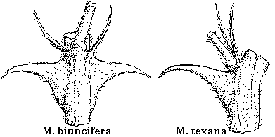 Barneby & Isely drawing