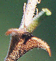 M.aculeaticarpa prickle1