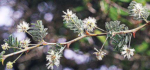 M. aculeaticarpa bloom