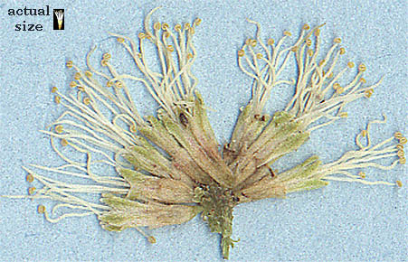 M. aculeaticarpa flower