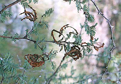 M. aculeaticarpa pods