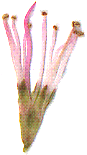 M.texana flower