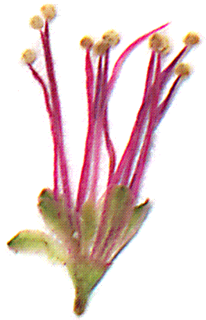 M.borealis flower