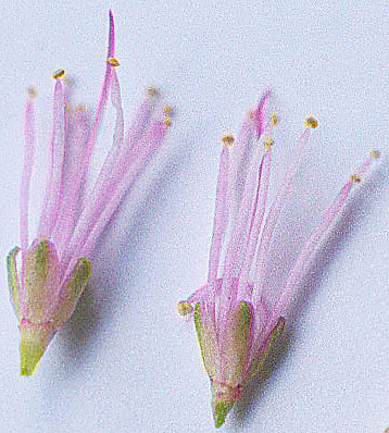 M.borealis flowers