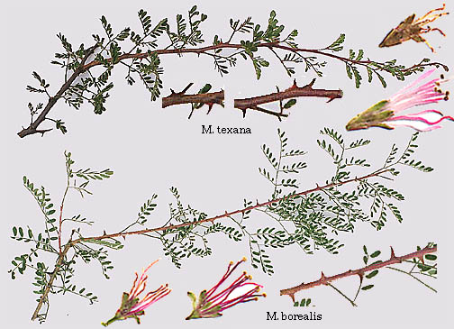 M.texana vs. M.borealis