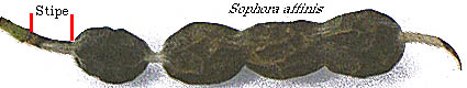 Sophora affinis pod