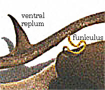 M.
texana funiculus