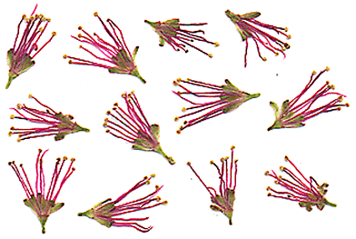 M.borealis flowers