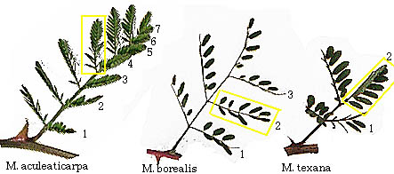 Mimosa leaves