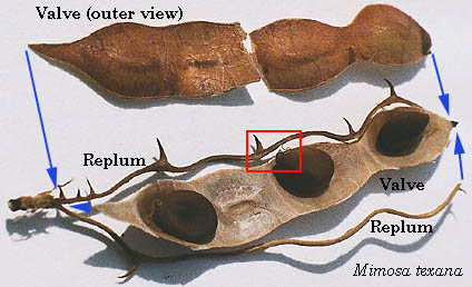 M.
texana pod components