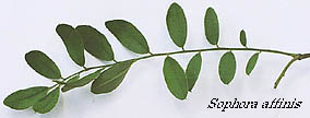Sophora affinis leaf