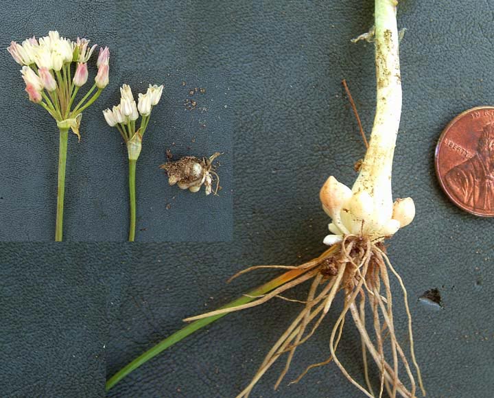 Allium