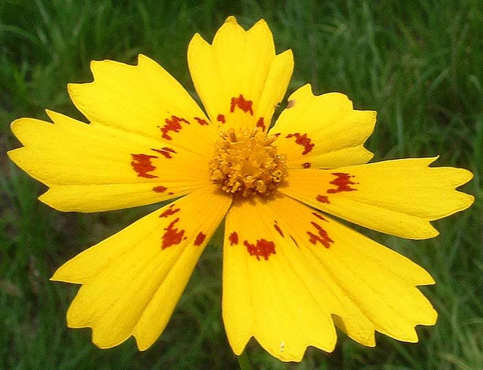 Coreopsis