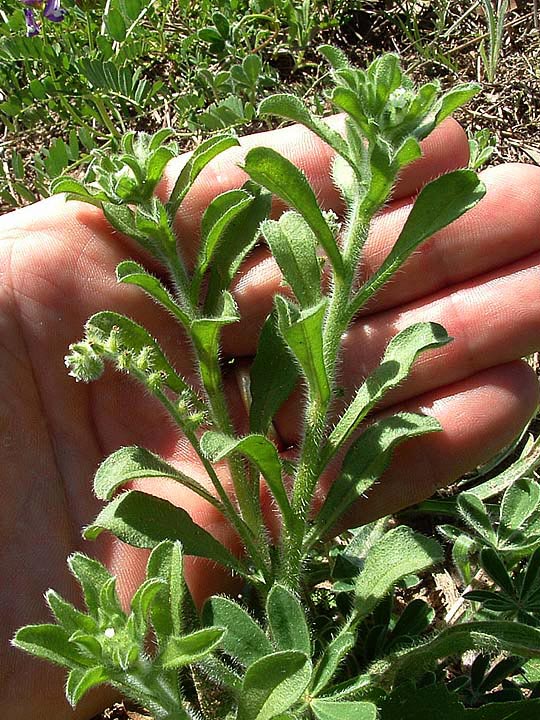 Cryptantha