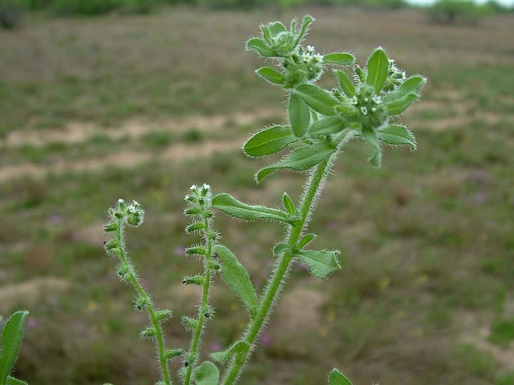 Cryptantha