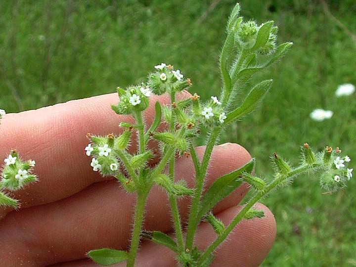 Cryptantha