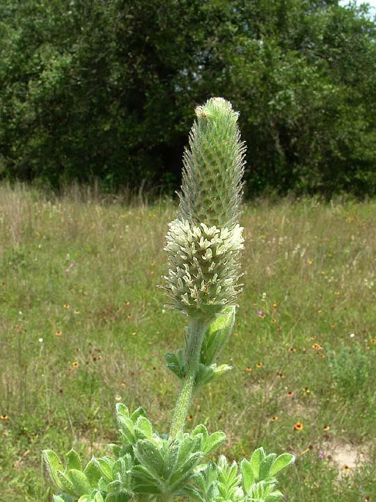 Dalea