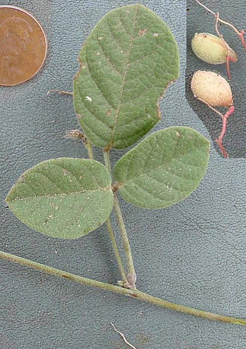 Galactia
