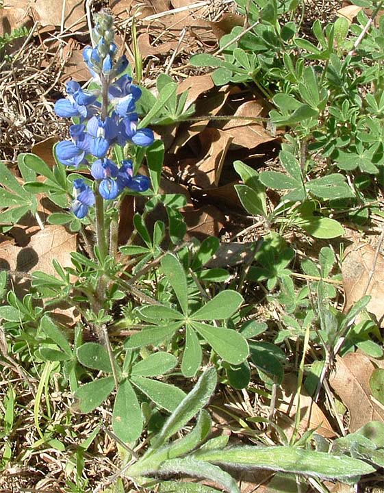 Lupinus